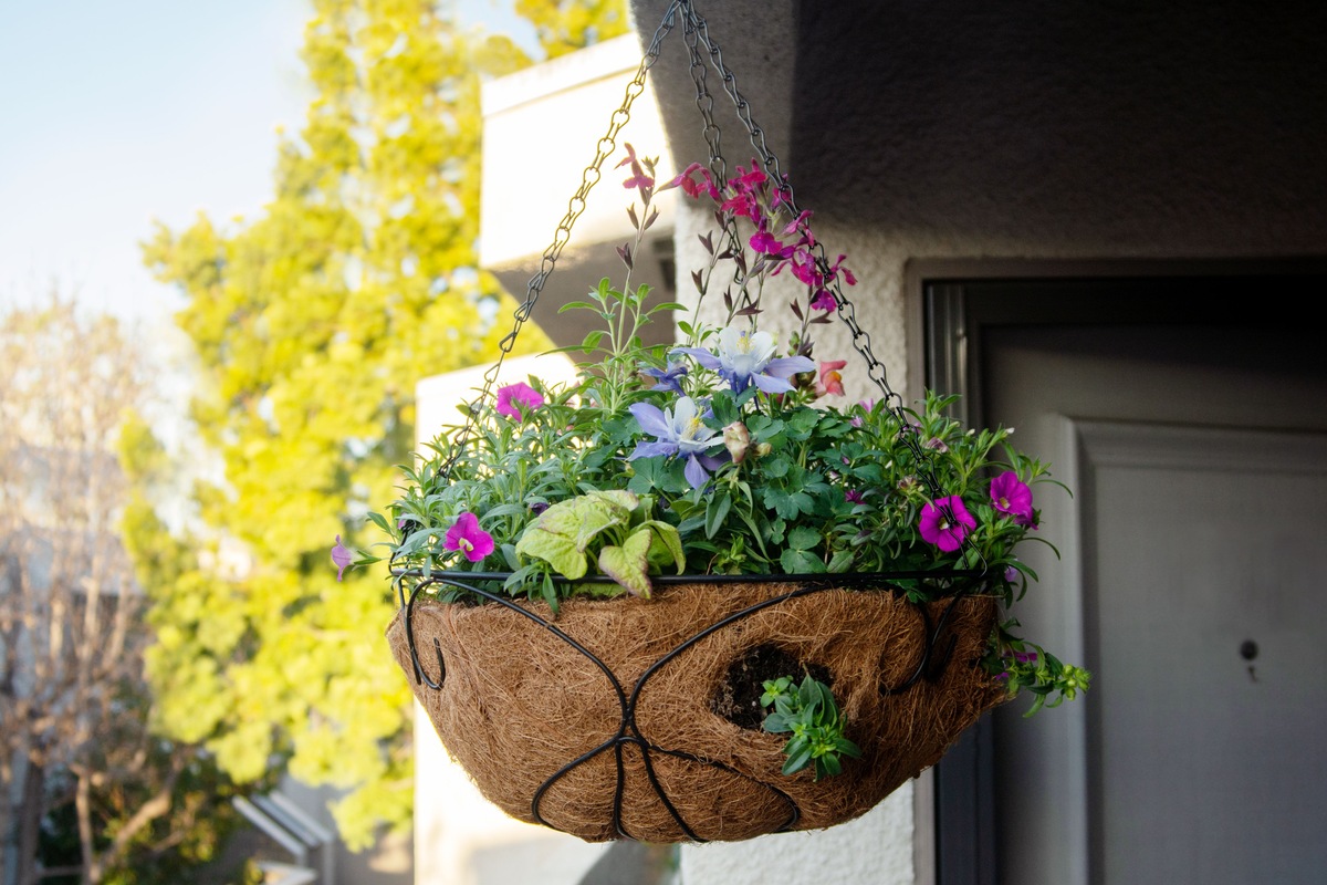 How Often Should You Fertilize Hanging Baskets?