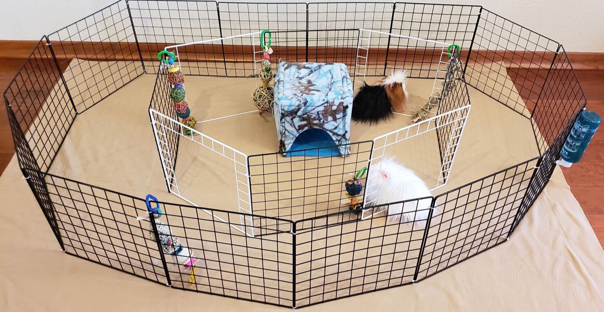 How To Build A Guinea Pig Play Area