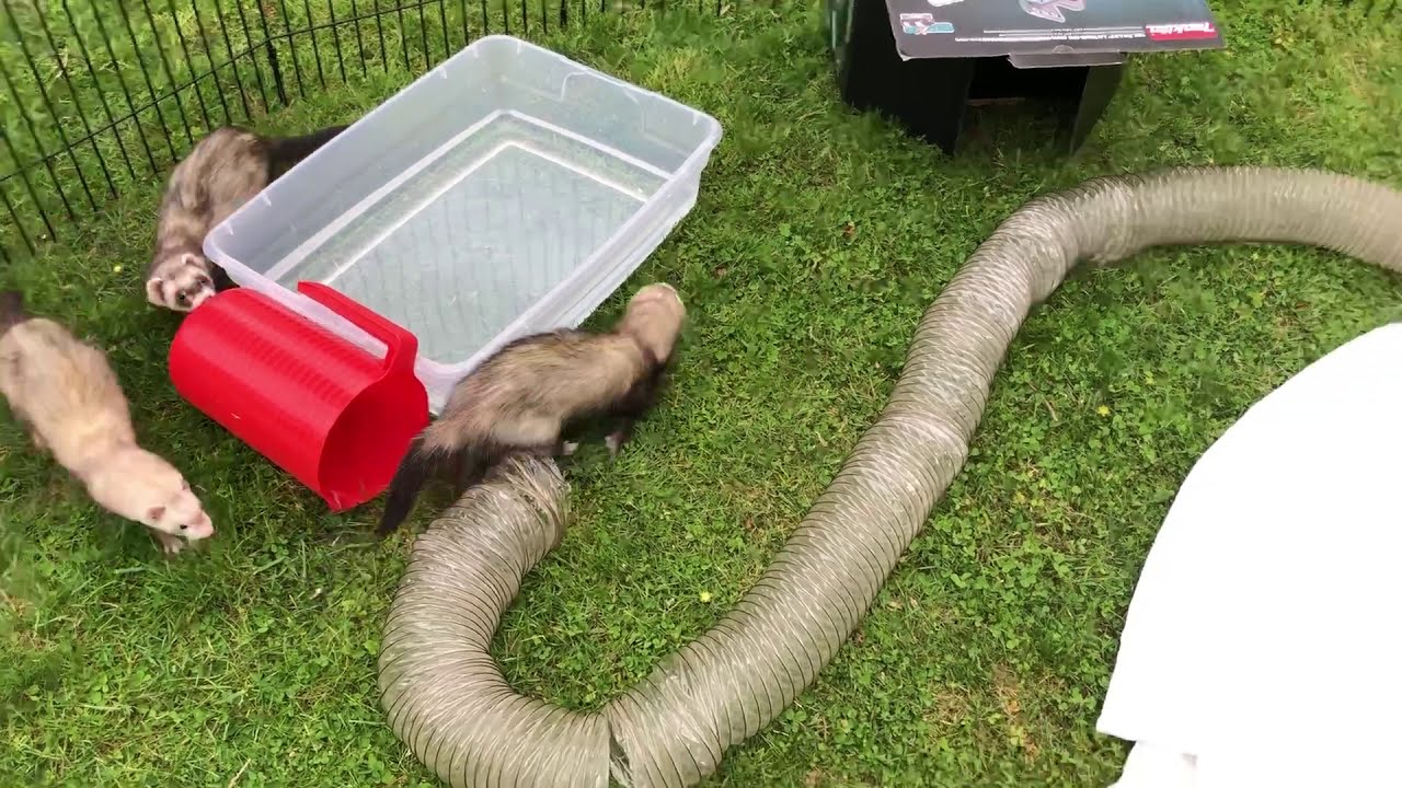 How To Build A Play Area For Ferret