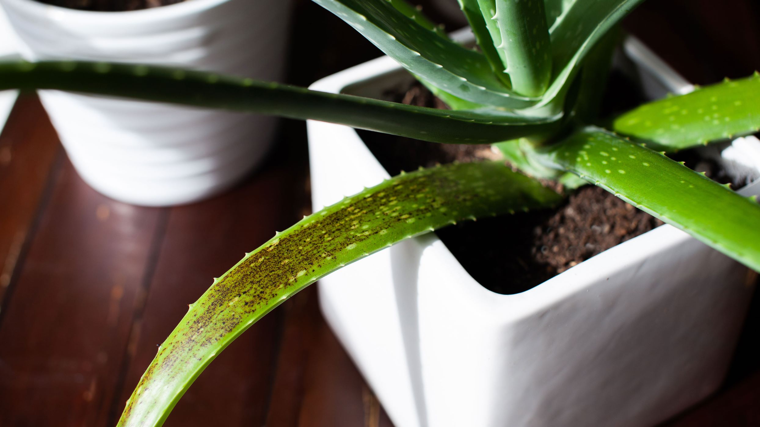 How To Care For Aloe Plant In Pot Without Drainage