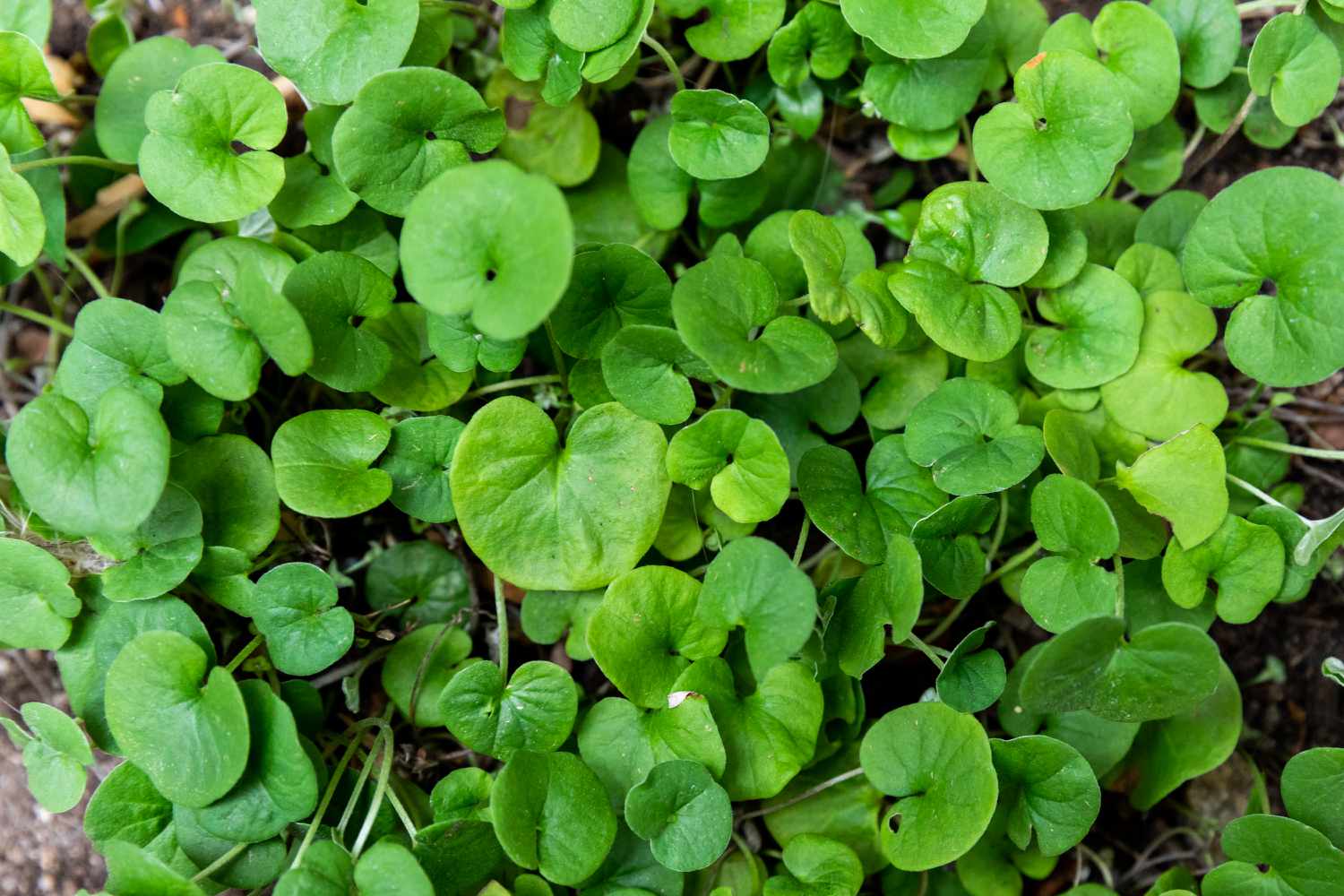 How To Care For Dichondra Ground Cover