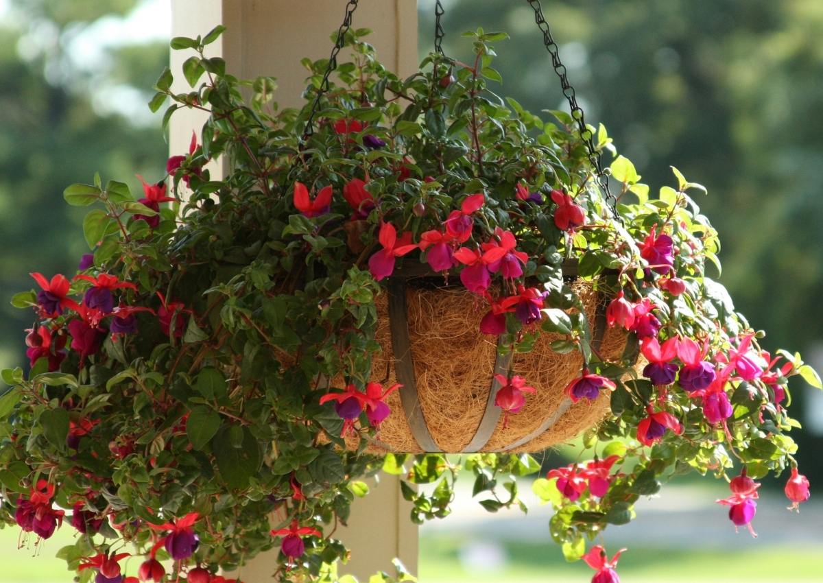 How To Care For Hanging Flower Baskets