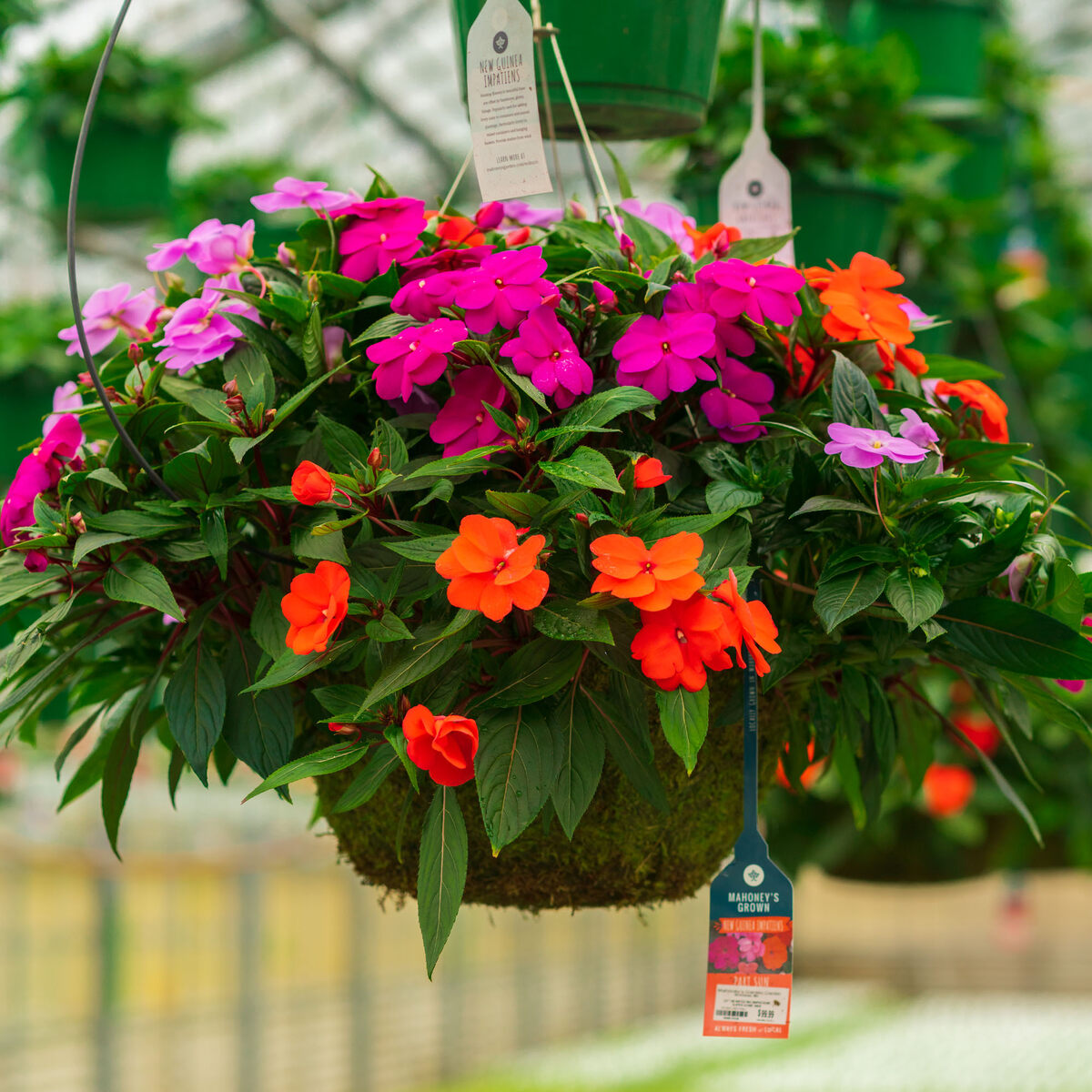 How To Care For Impatiens In Hanging Baskets
