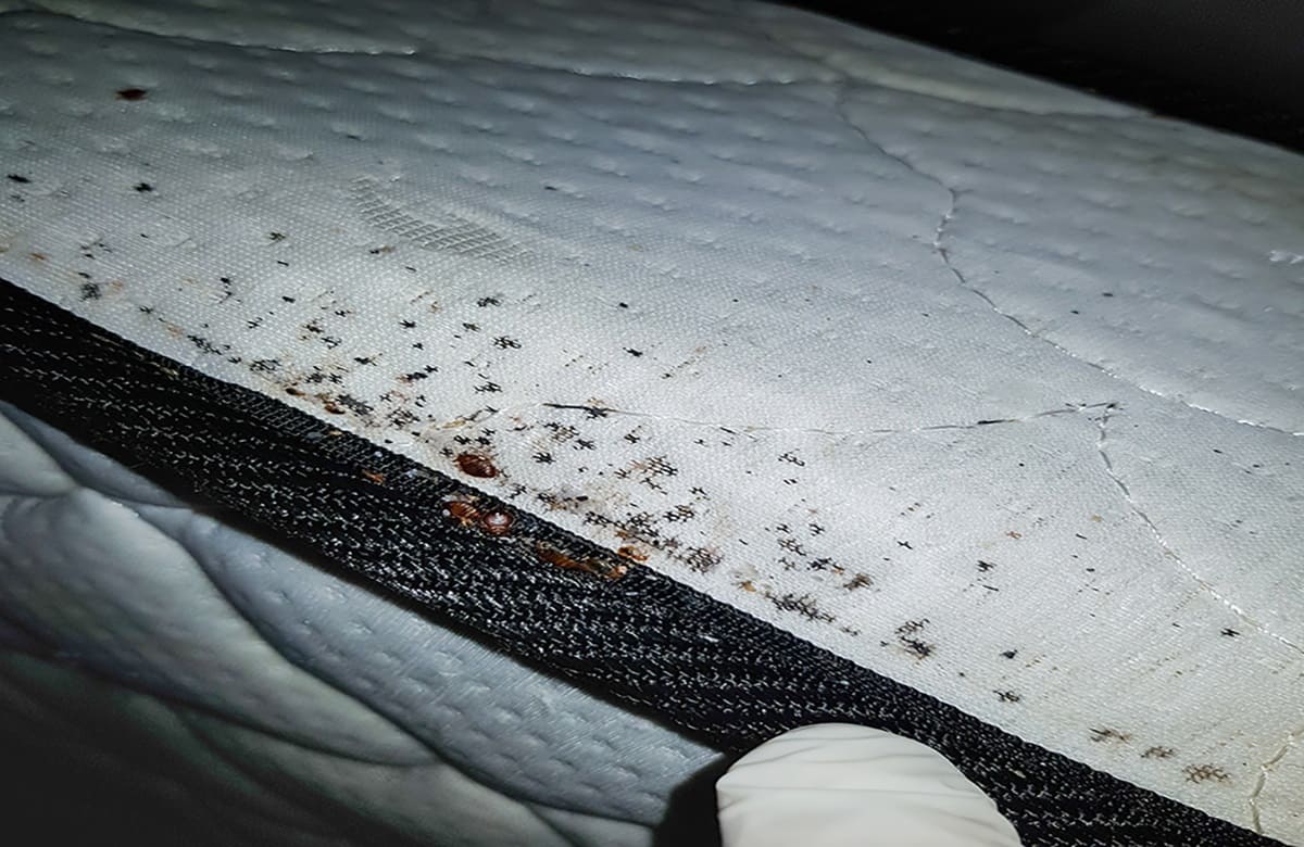 How To Check For Bed Bugs In A Hotel