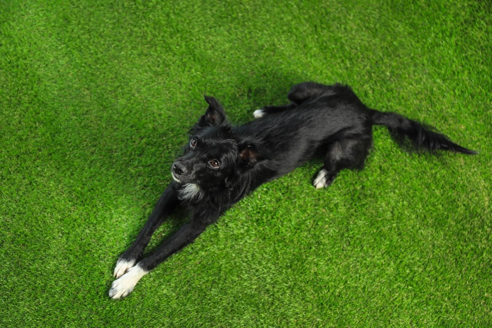 How To Clean Turf Grass For Dogs