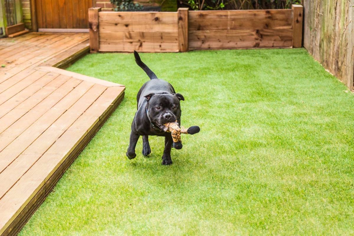 How To Clean Your Artificial Pet Grass