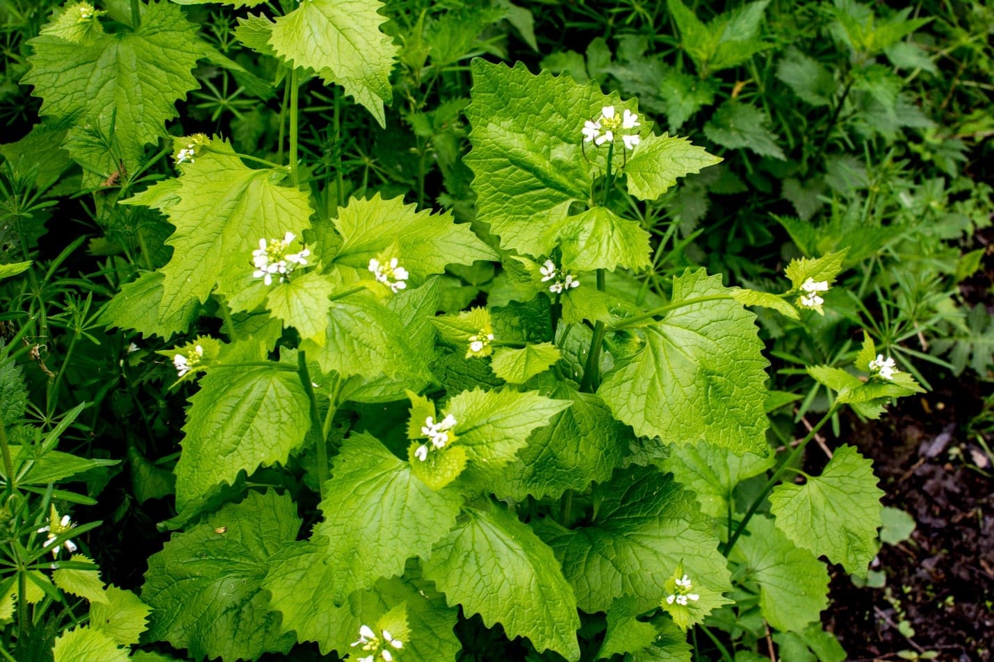 How To Control Mustard Garlic Invasive Ground Cover