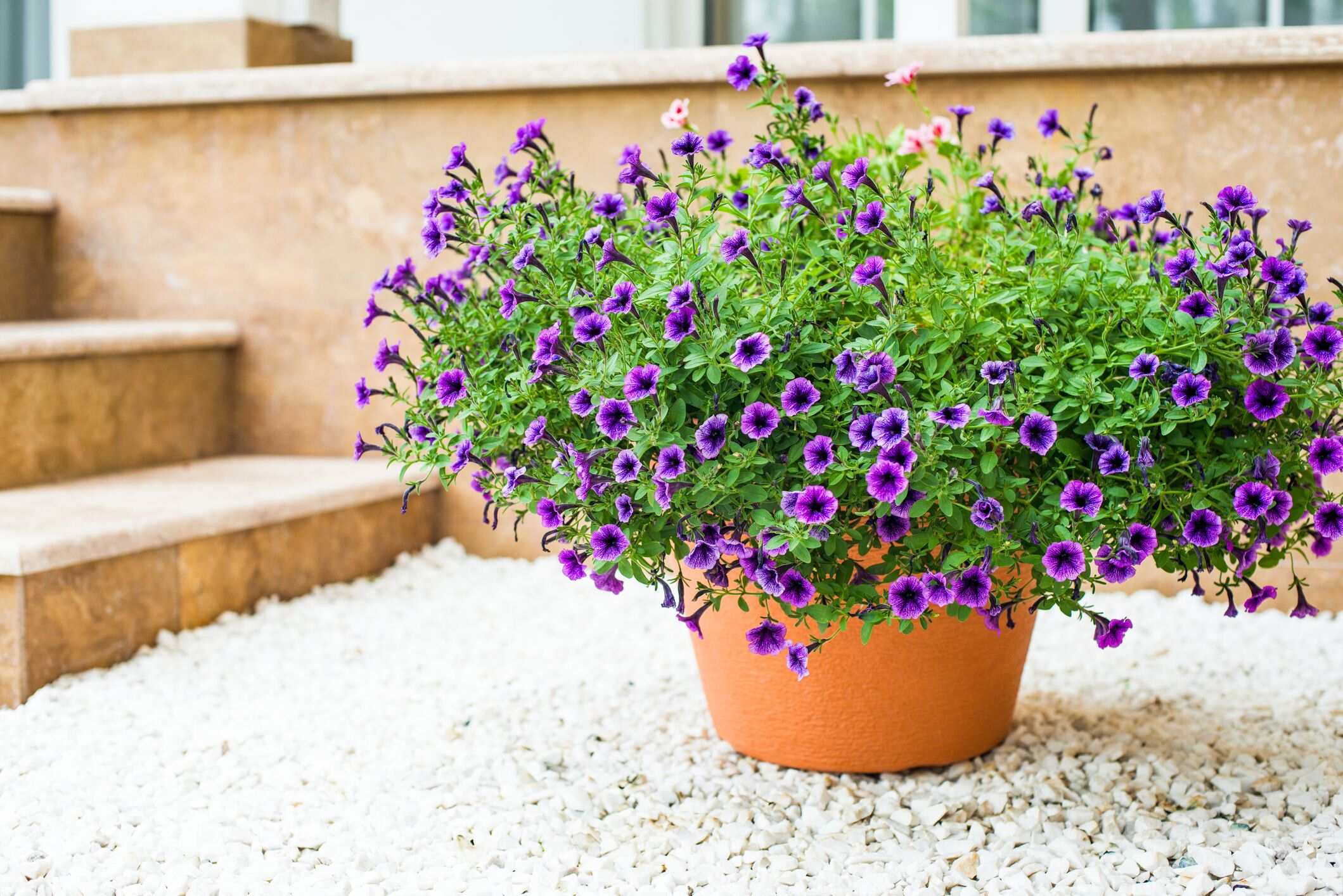 How To Decorate A Patio With Plants