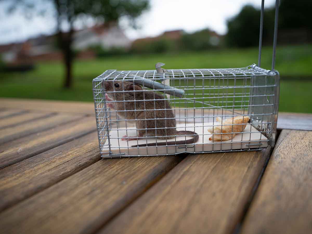 How To Deter Rats From The Patio