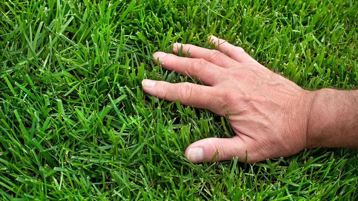 How To Do An Organic Lawn Care
