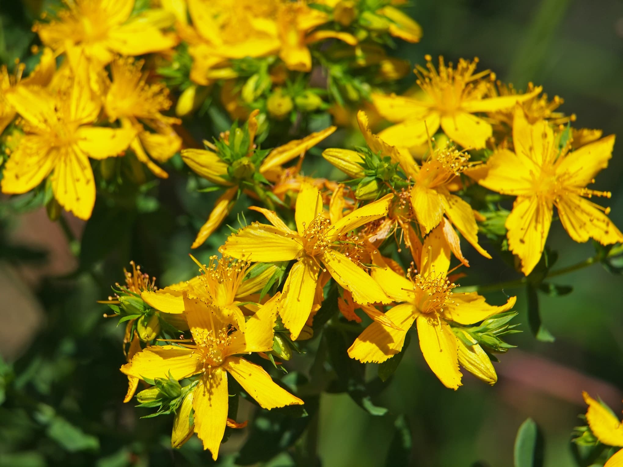 How To Fertilize St. John's Wort Ground Cover