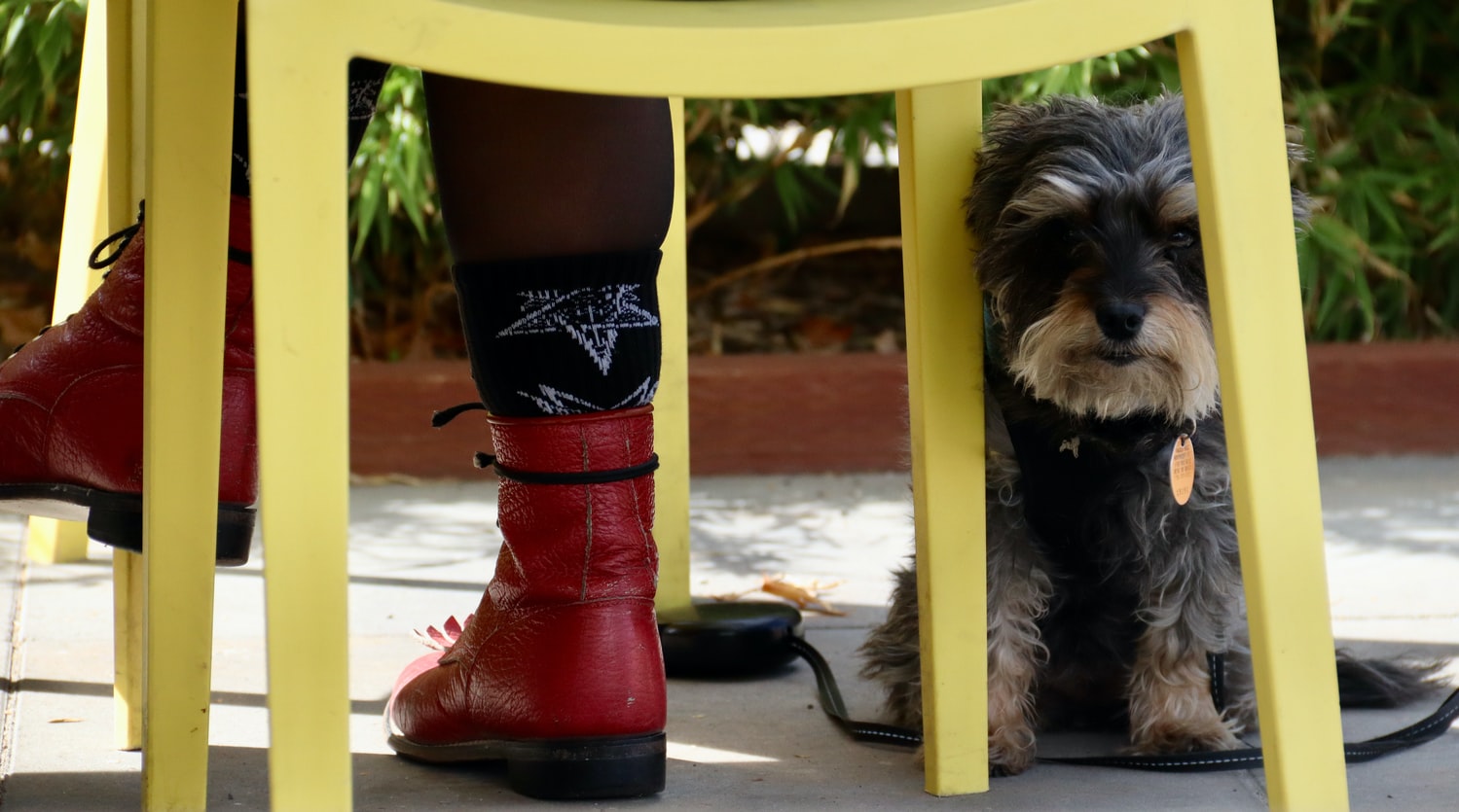 How To Get A Dog To Stop Peeing On A Patio