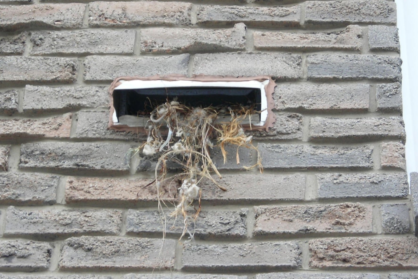 How To Get Birds Out Of A Dryer Vent