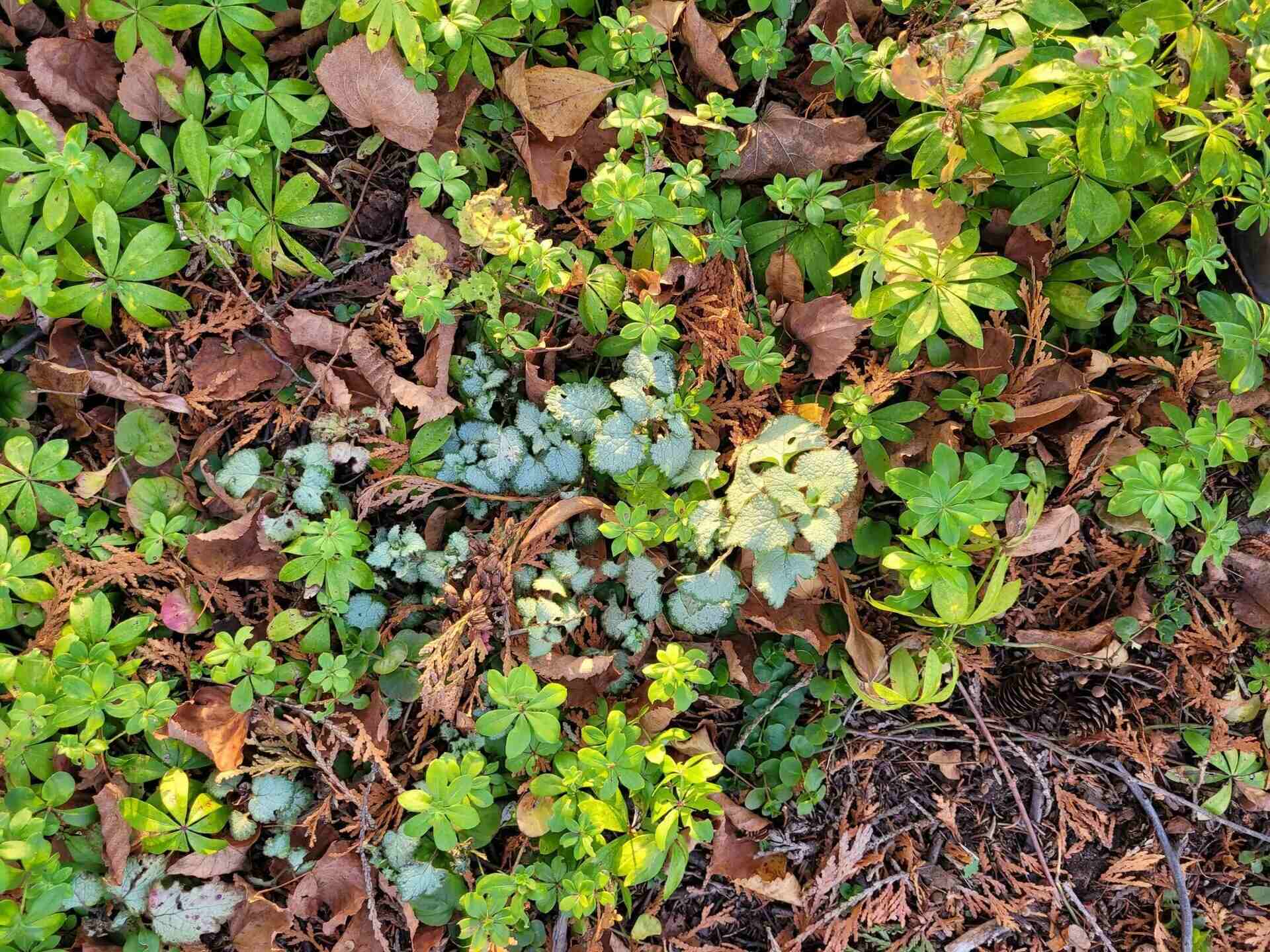 How To Get Leaves Out Of Ground Cover