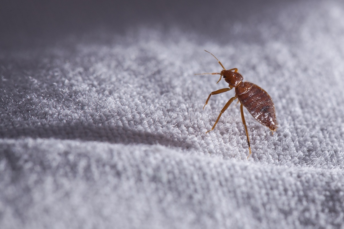 How To Get Rid Of Bed Mites