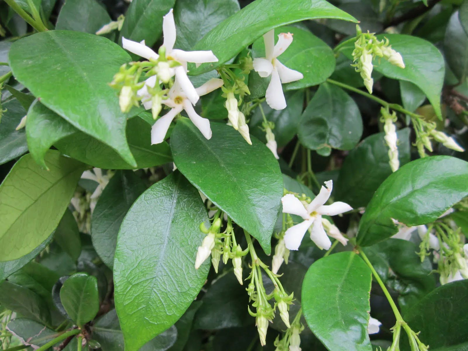 How To Get Rid Of Jasmine Ground Cover