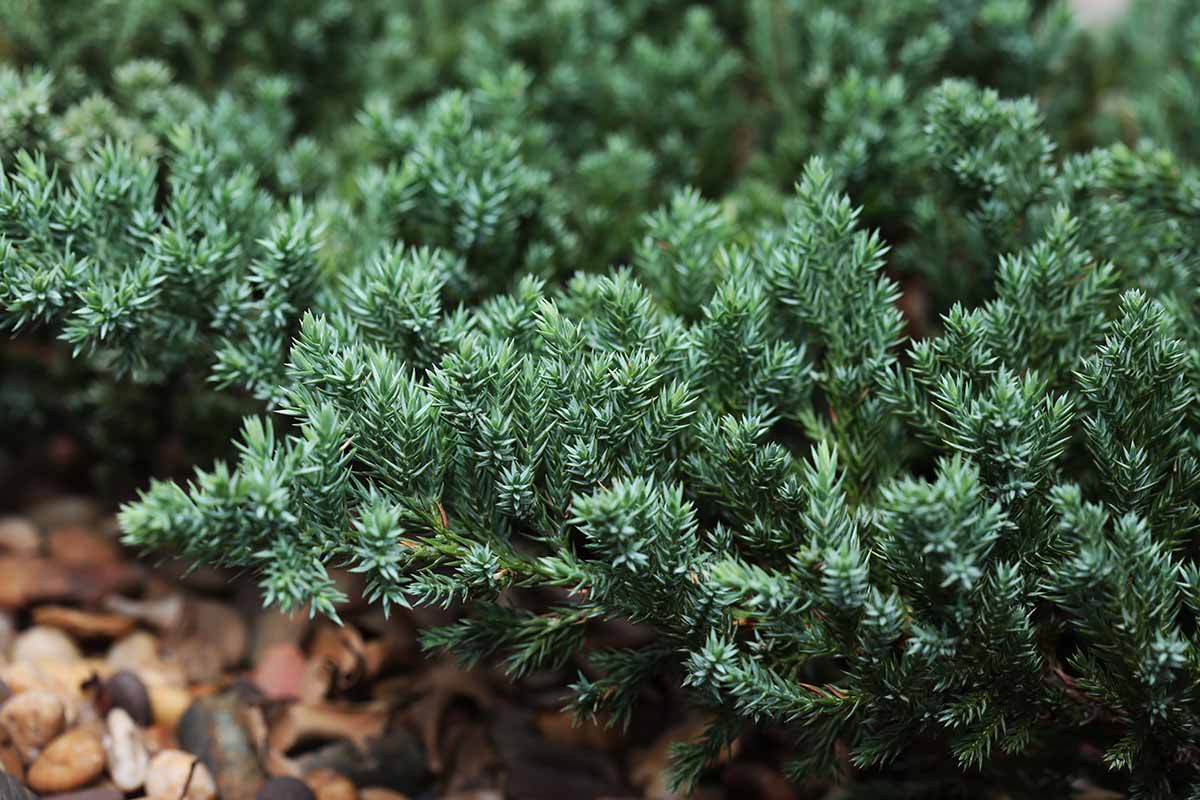 How To Get Rid Of Juniper Ground Cover