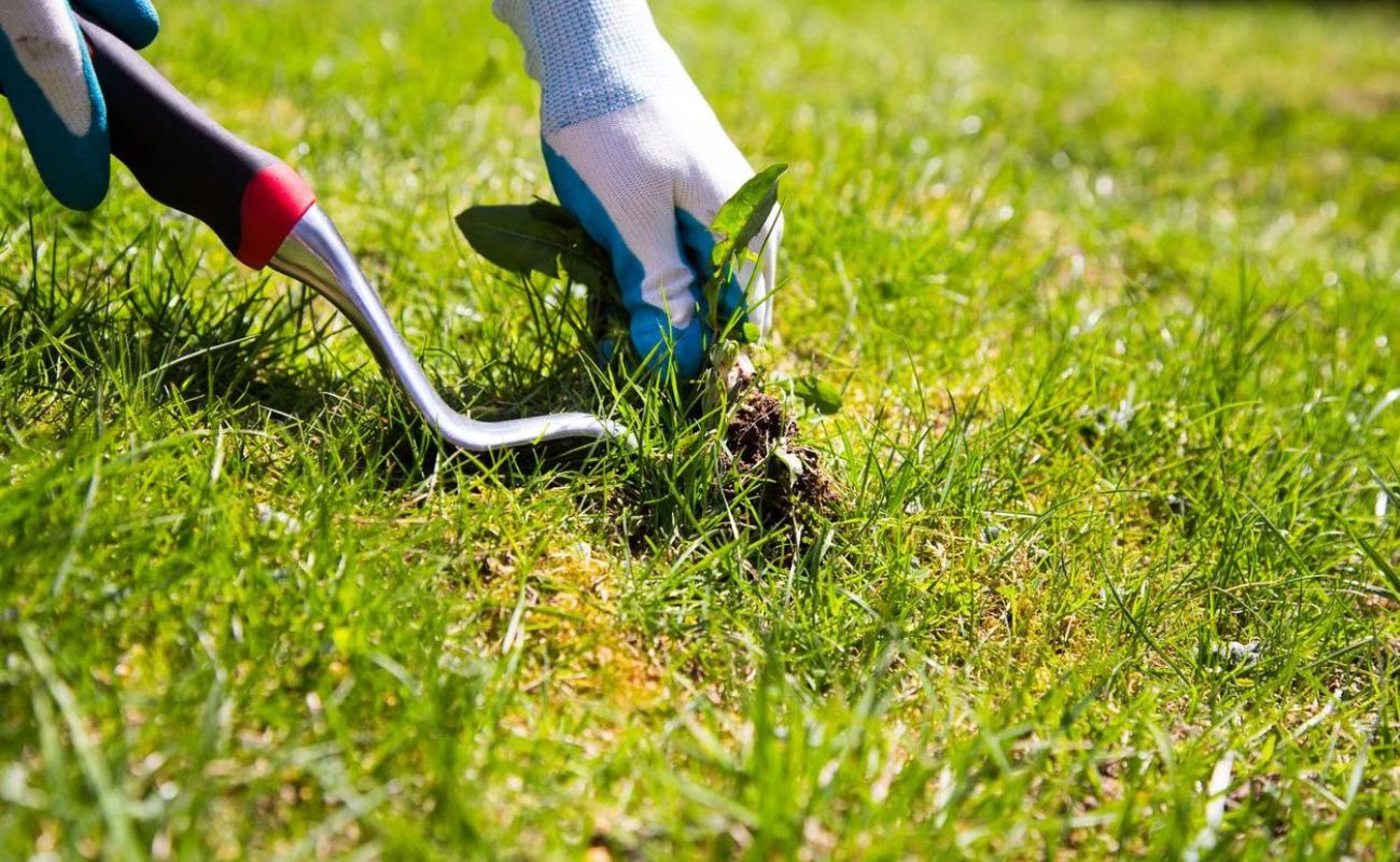 How To Get Rid Of Weeds In Landscaping