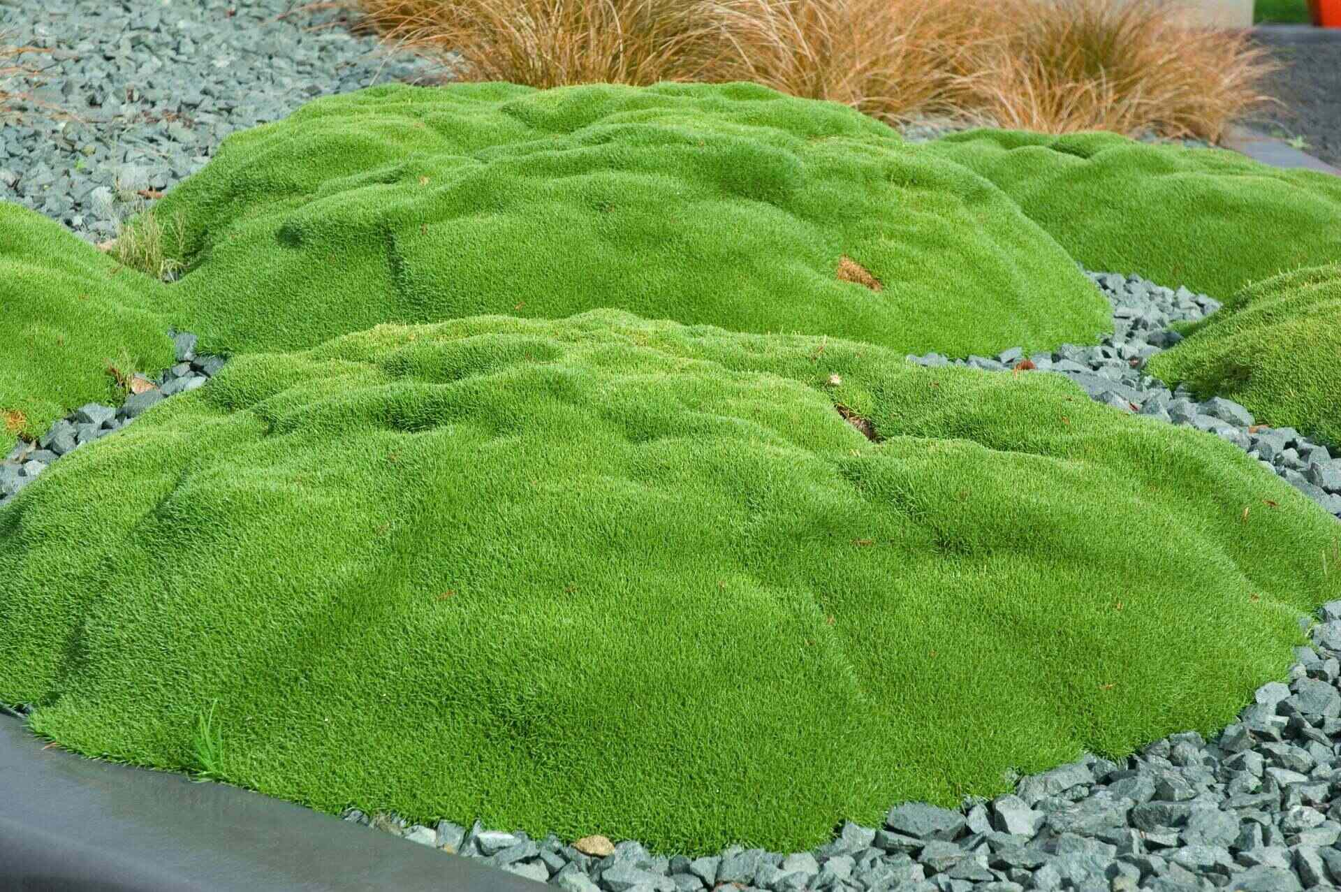 How To Grow Moss As Ground Cover