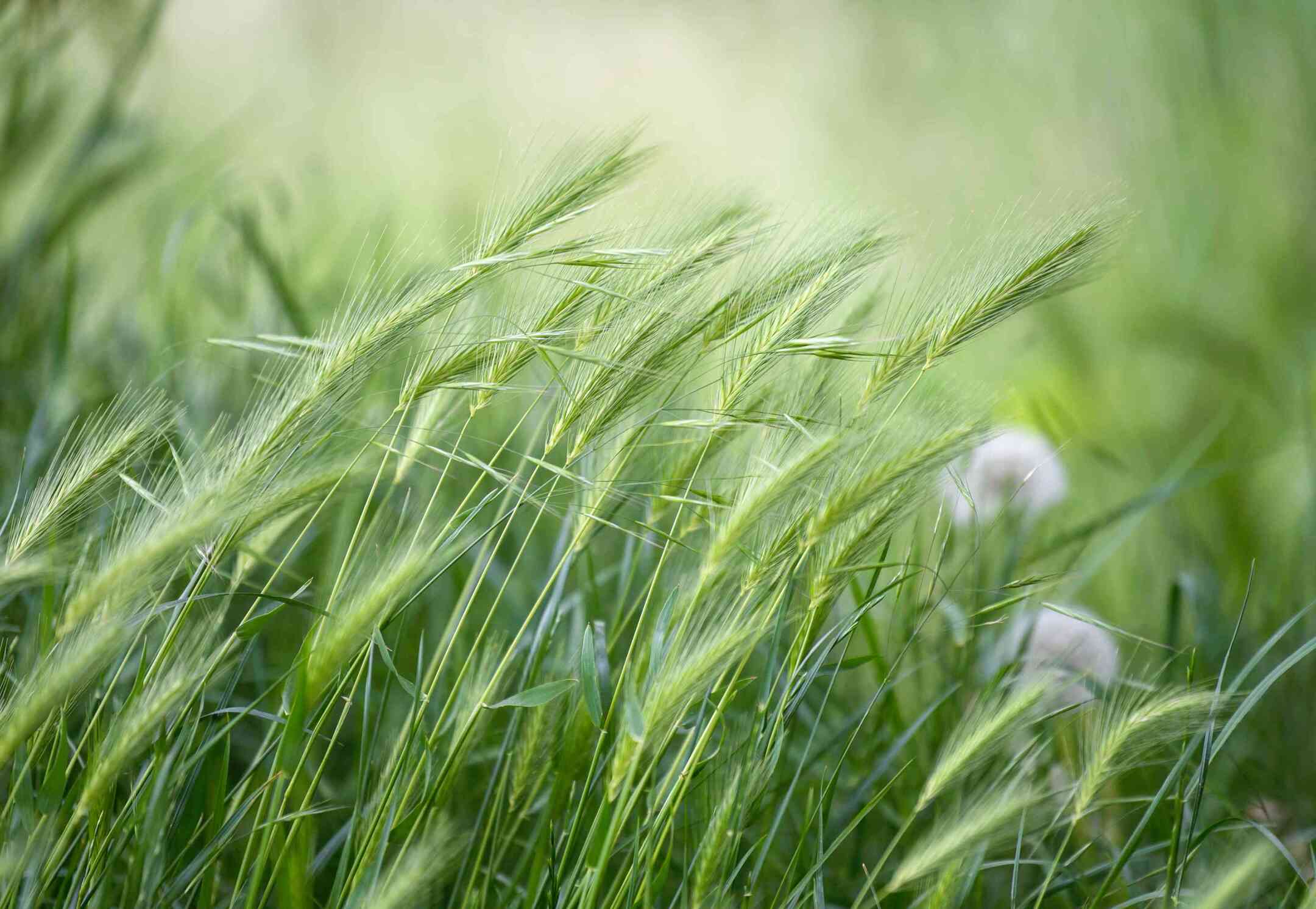 How To Grow Rye For Ground Cover