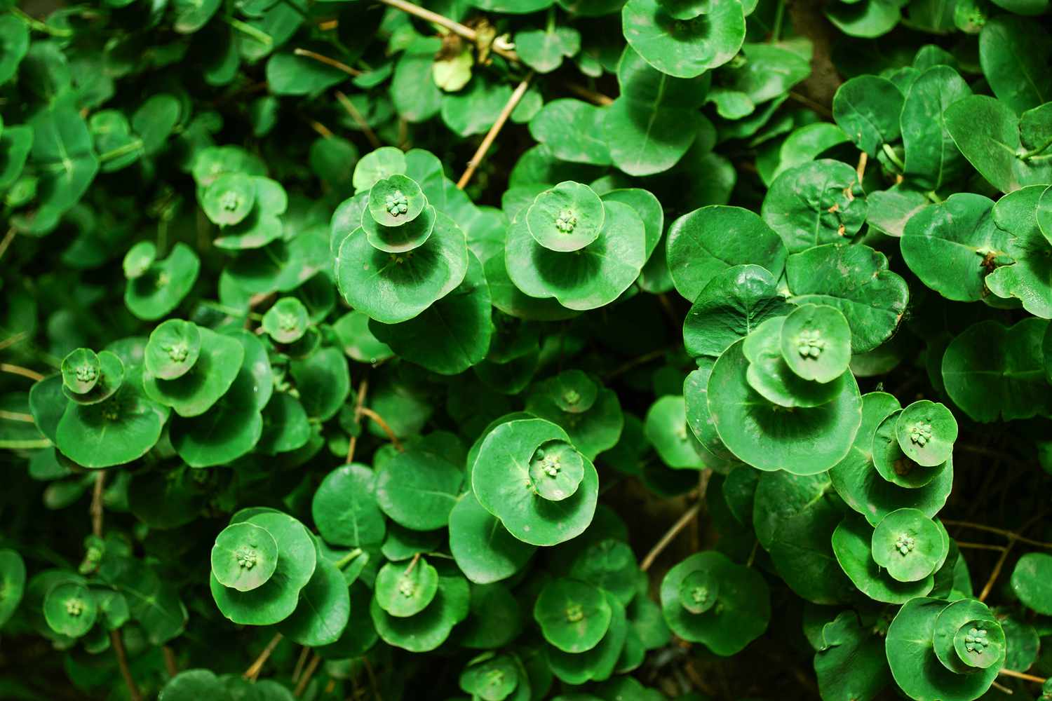 How To Identify Vining Non-Flowering Ground Cover