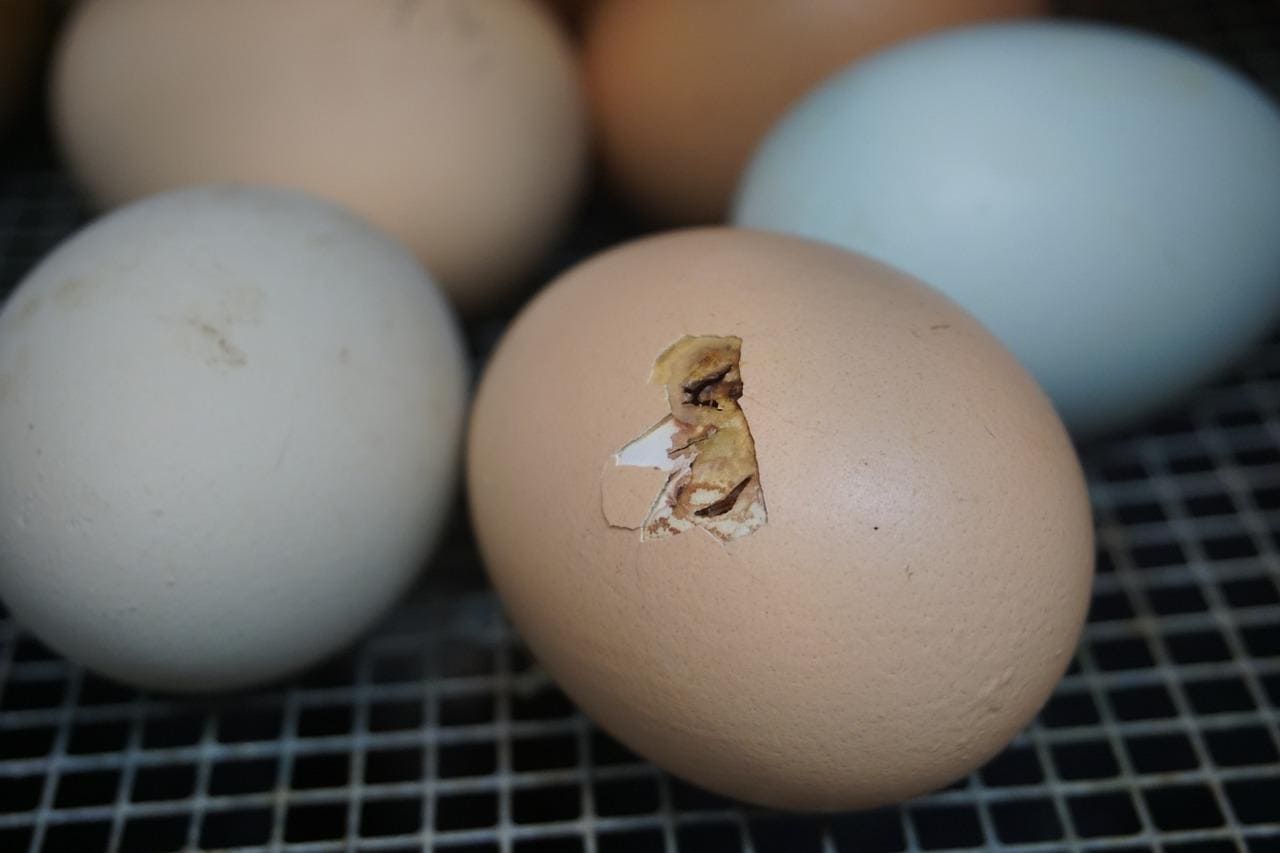 How To Keep An Egg Warm Without An Incubator Or Heat Lamp