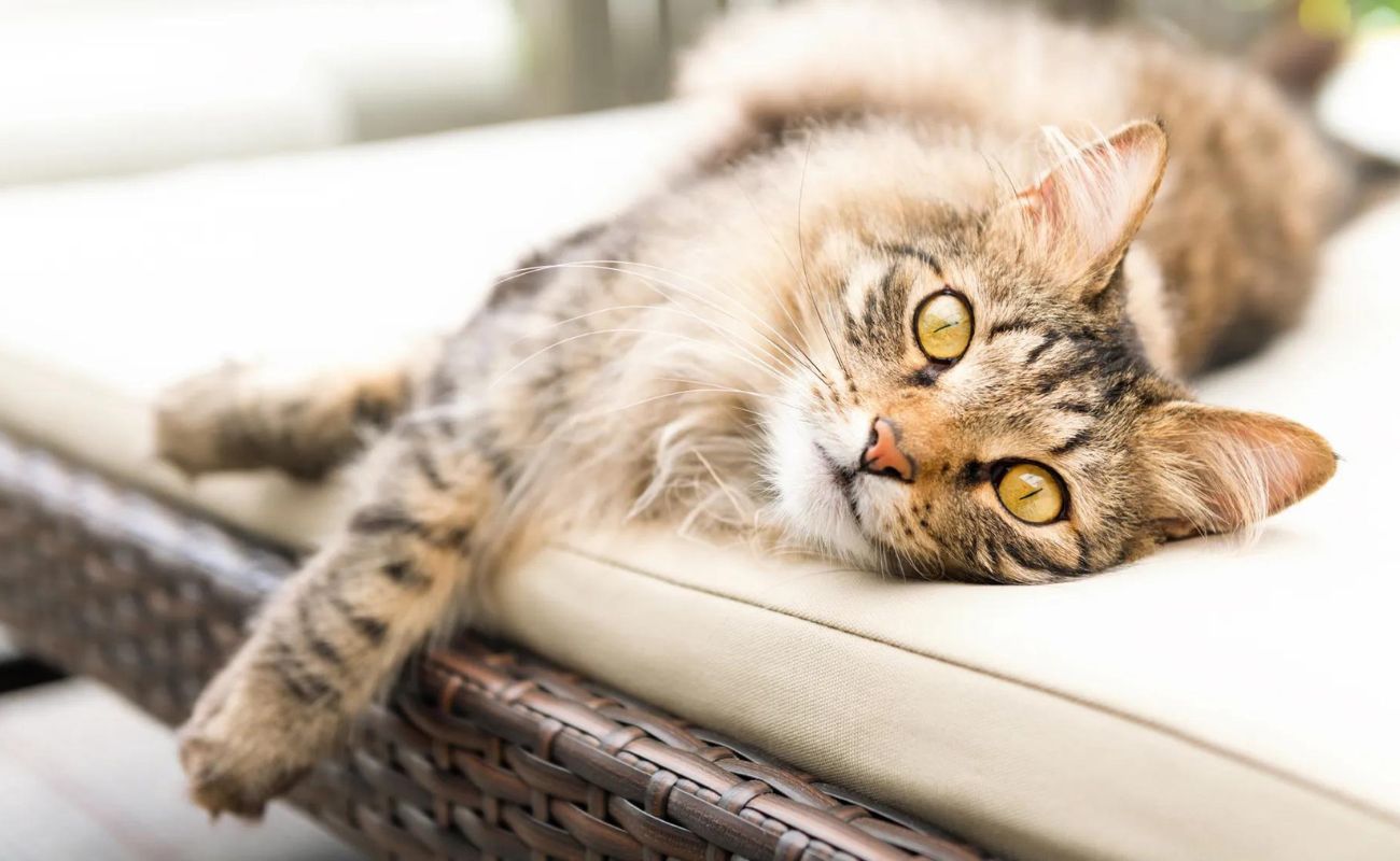 How To Keep Cats Off Your Patio Furniture | Storables