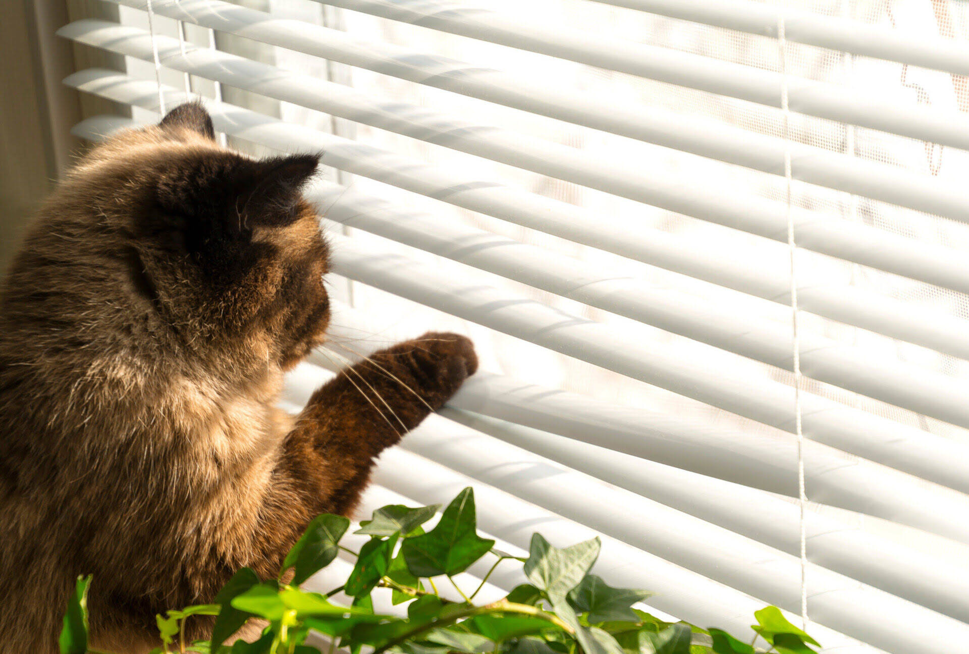 How To Keep Cats Out Of Window Blinds