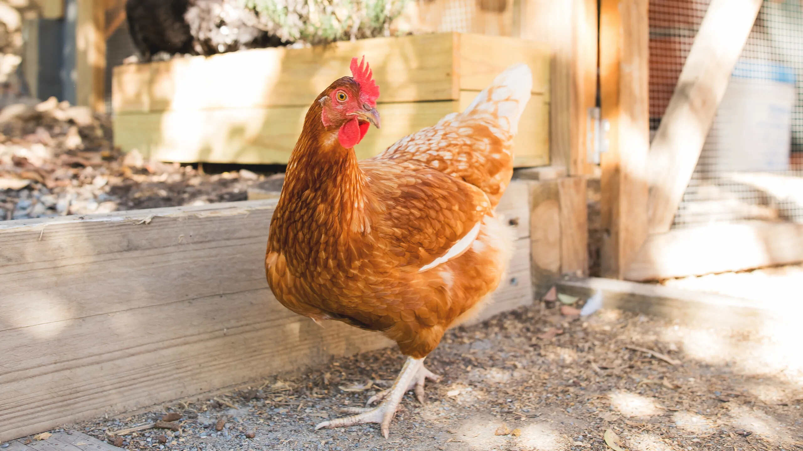 How To Keep Chickens Off Your Patio