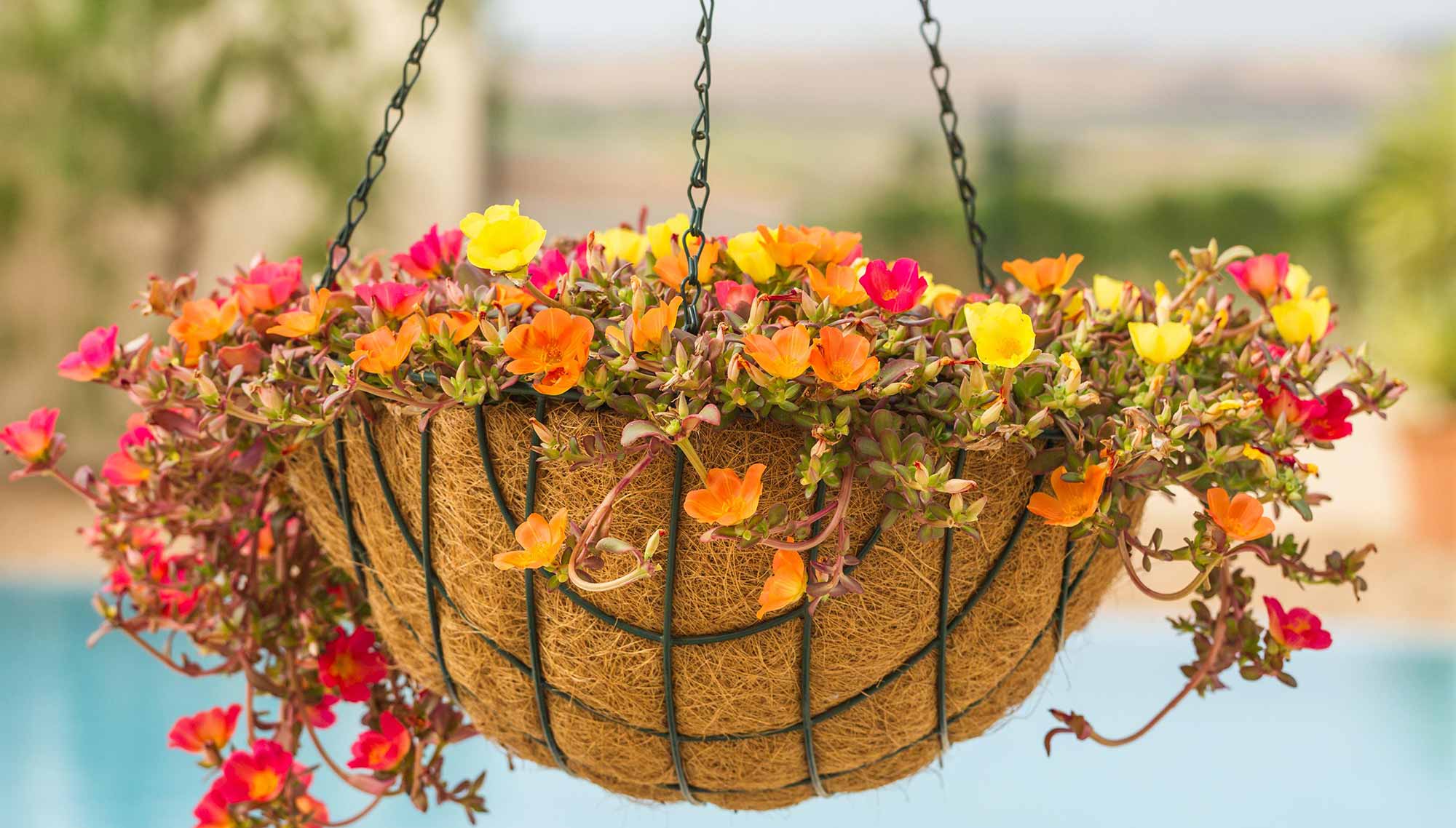 How To Keep Hanging Baskets From Drying Out