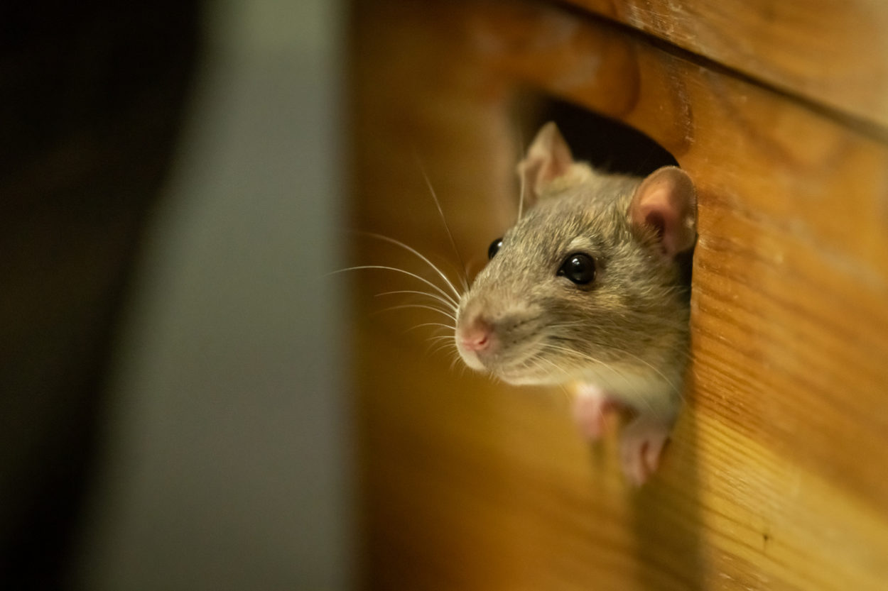 How To Keep Mice Out Of A Dresser Drawers
