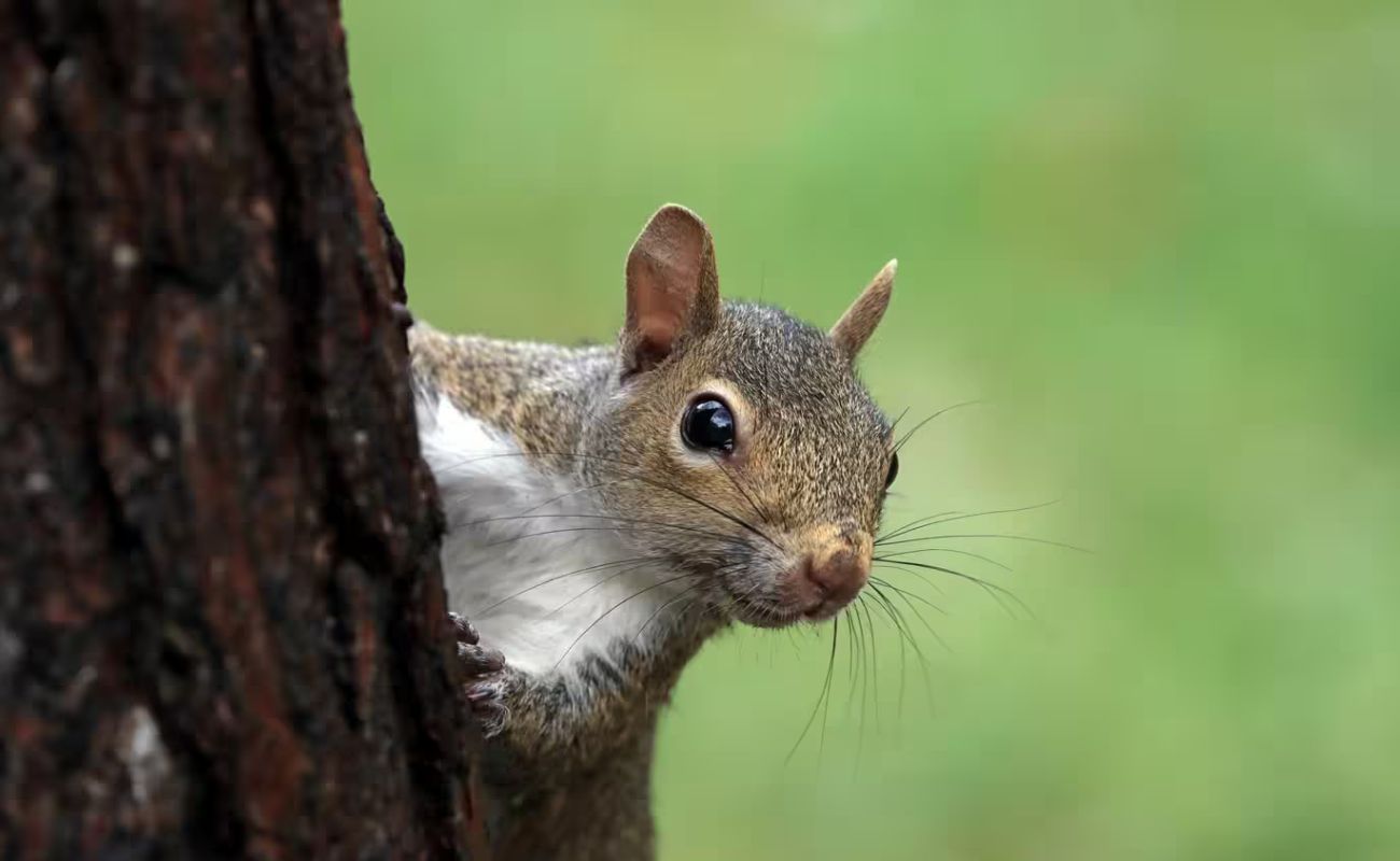 How To Keep Squirrels From Eating Patio Cushions