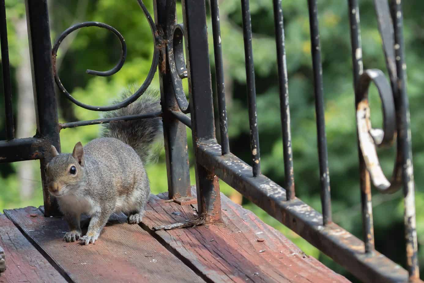 How To Keep Squirrels Off Patio Furniture