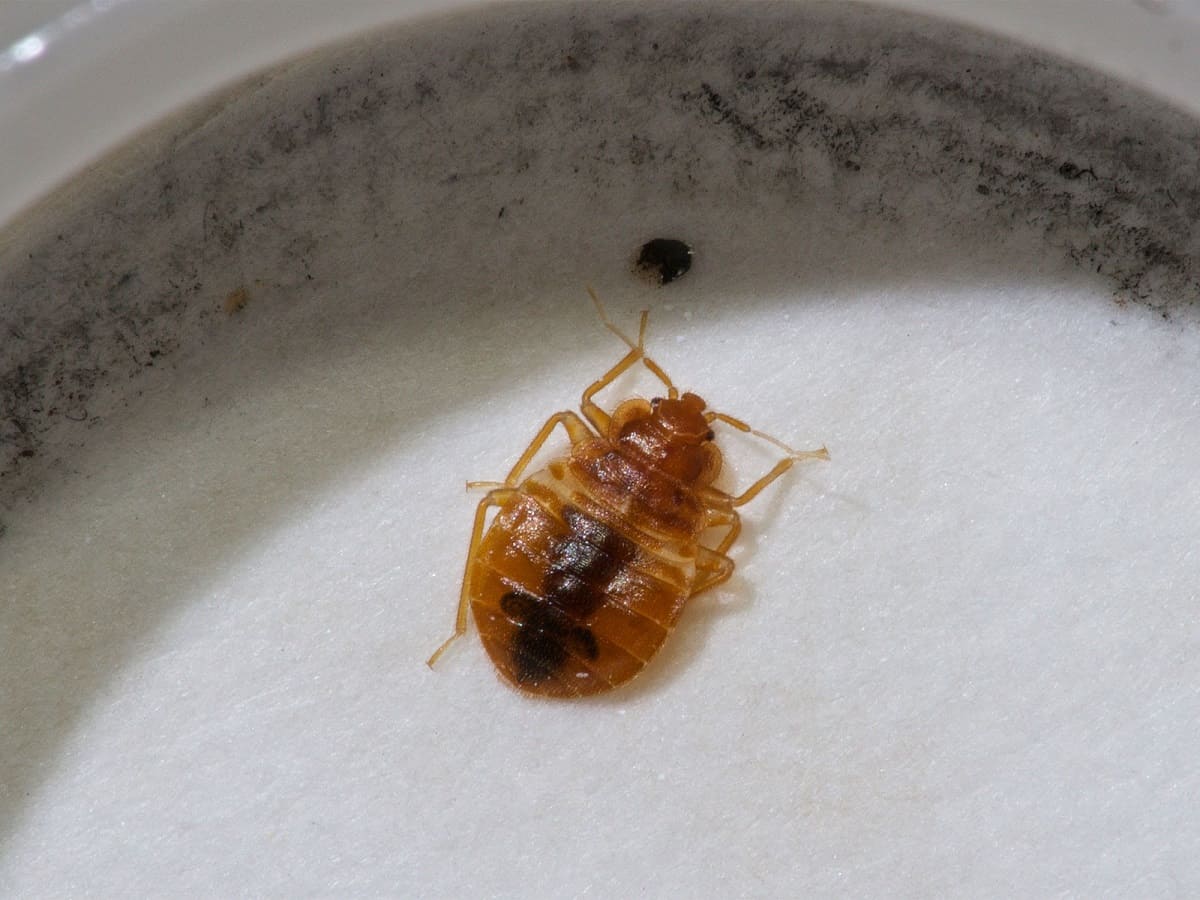 How To Kill A Bed Bug