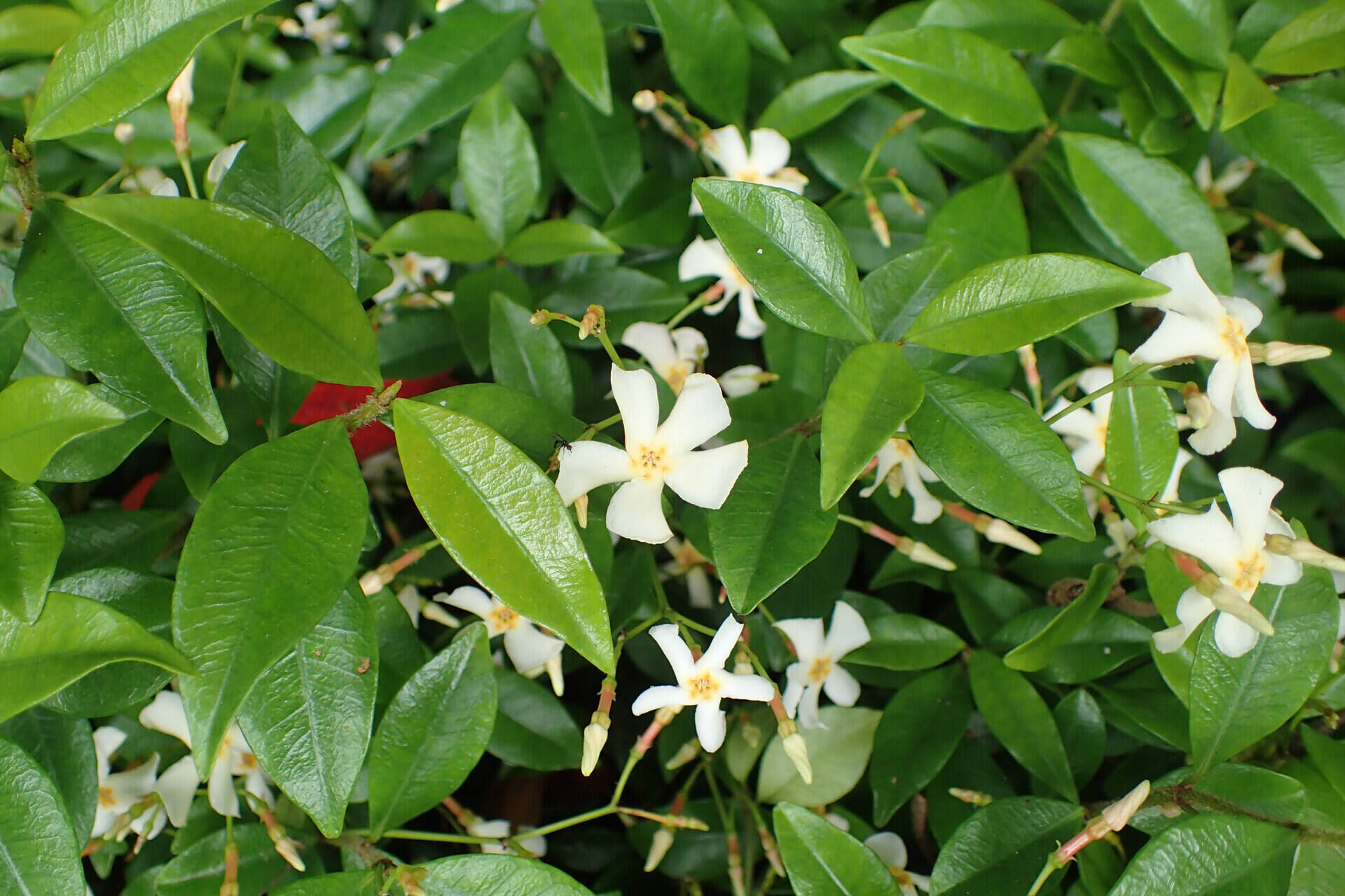 How To Manicure Jasmine Ground Cover