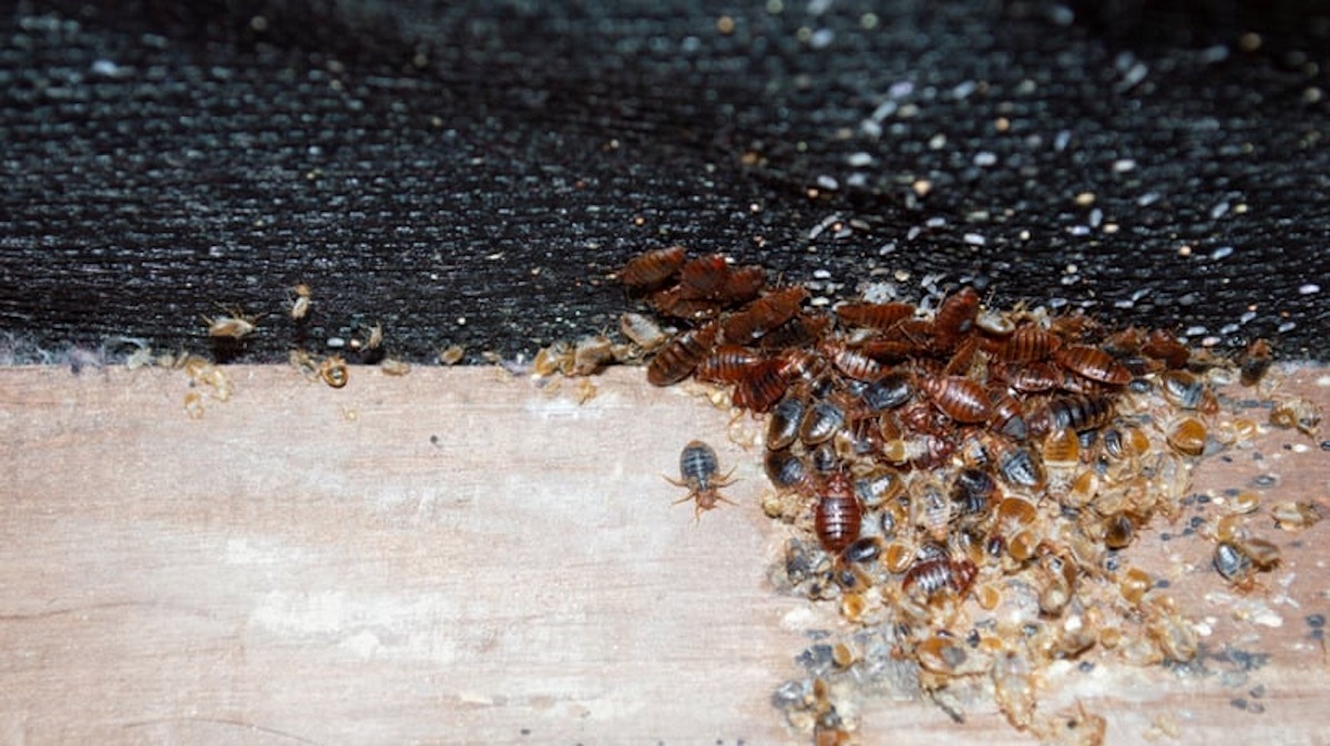 How To Naturally Eliminate Bed Bugs
