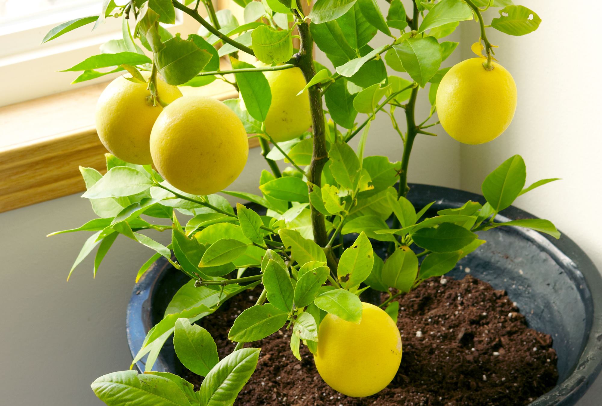 How To Plant A Lemon Tree With Proper Drainage