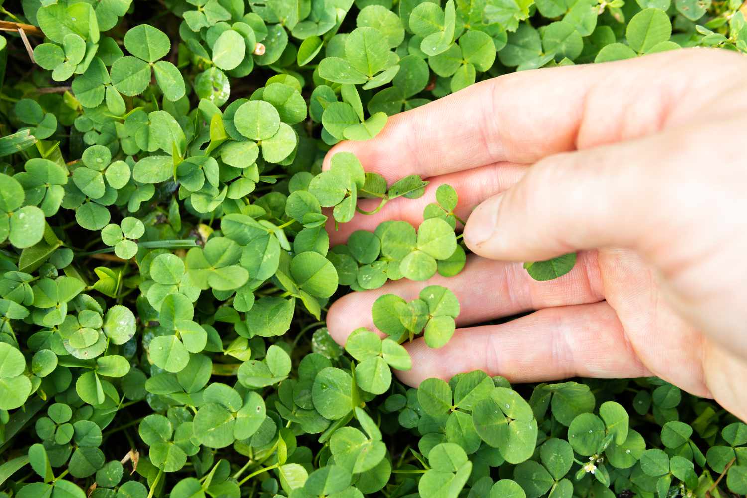 How To Plant Clover As Ground Cover