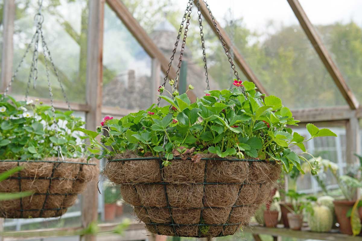 How To Plant In Coconut Fiber Hanging Baskets