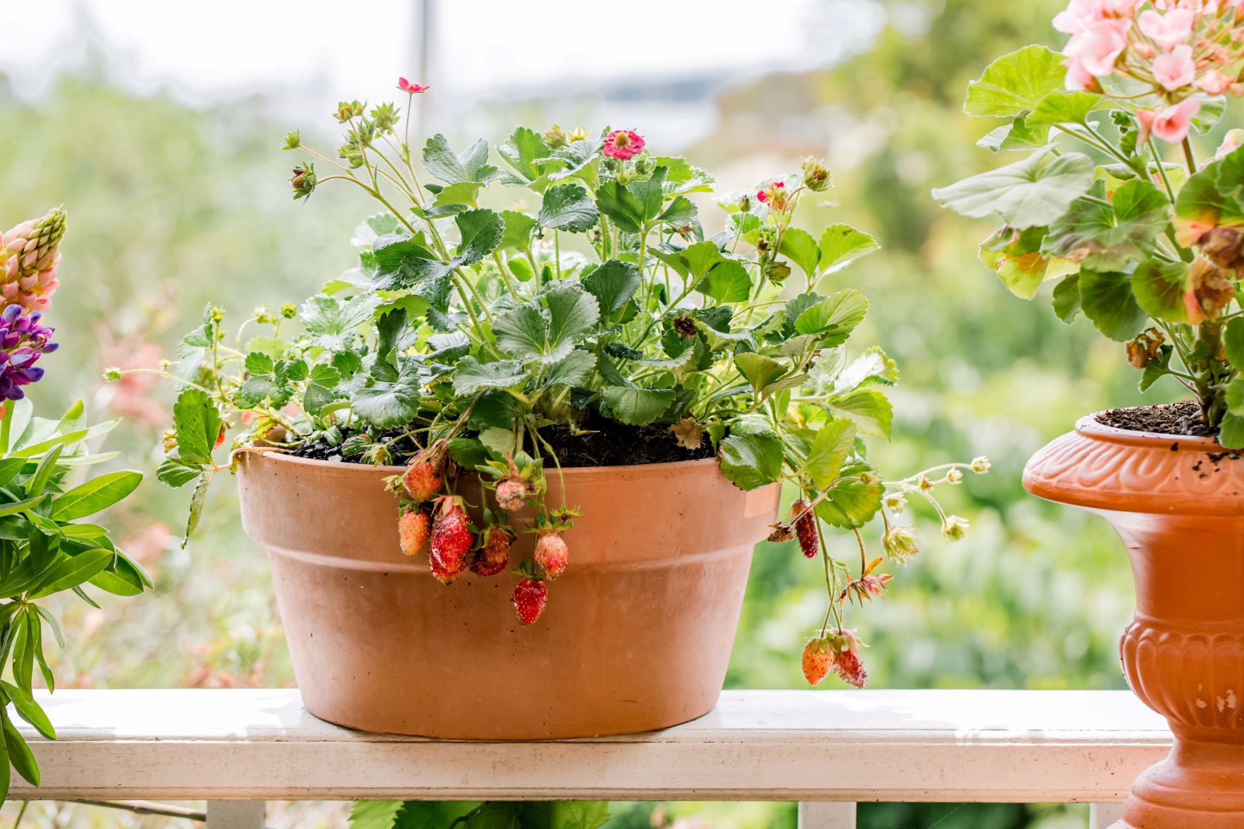 How To Plant In Strawberry Pots With No Drainage