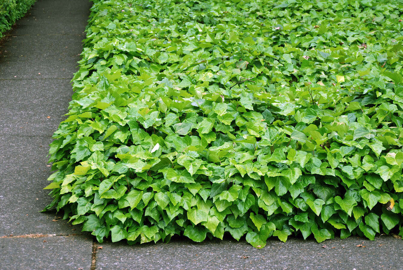 Whole artificial boston ivy Can Make Any Space Beautiful and Vibrant 