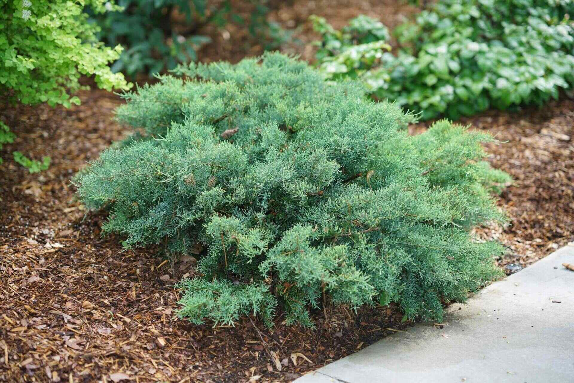 How To Plant Juniper Ground Cover