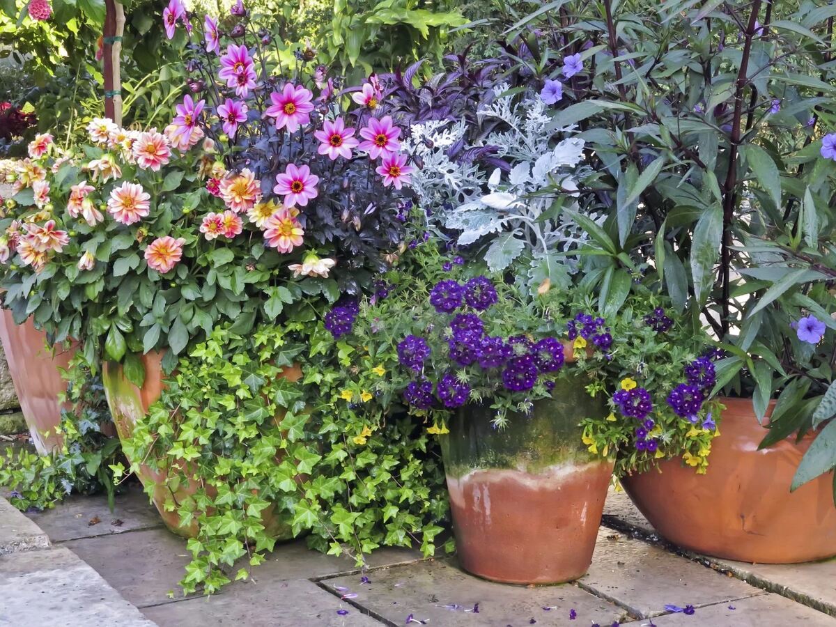 How To Plant Patio Containers
