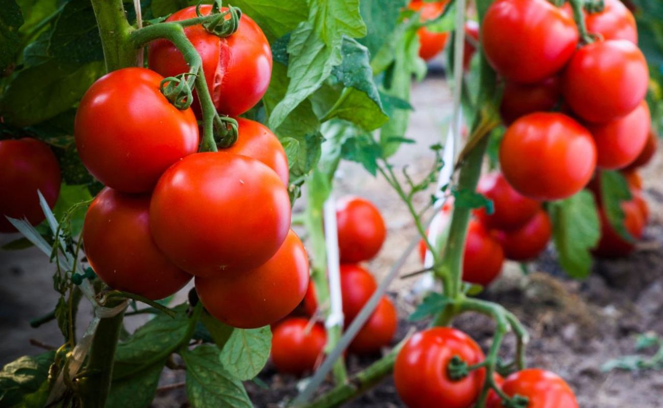 How To Plant Patio Tomatoes