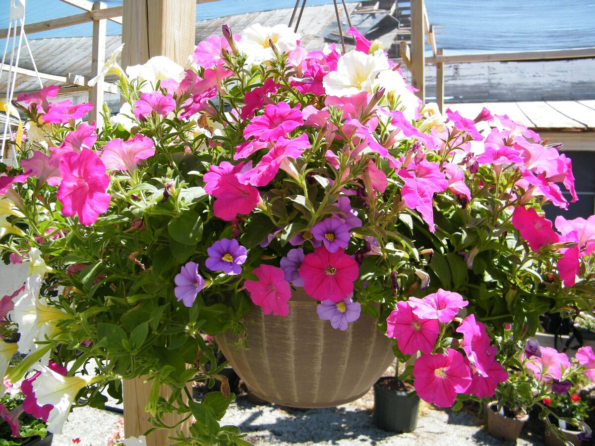 How To Plant Petunias In Hanging Baskets