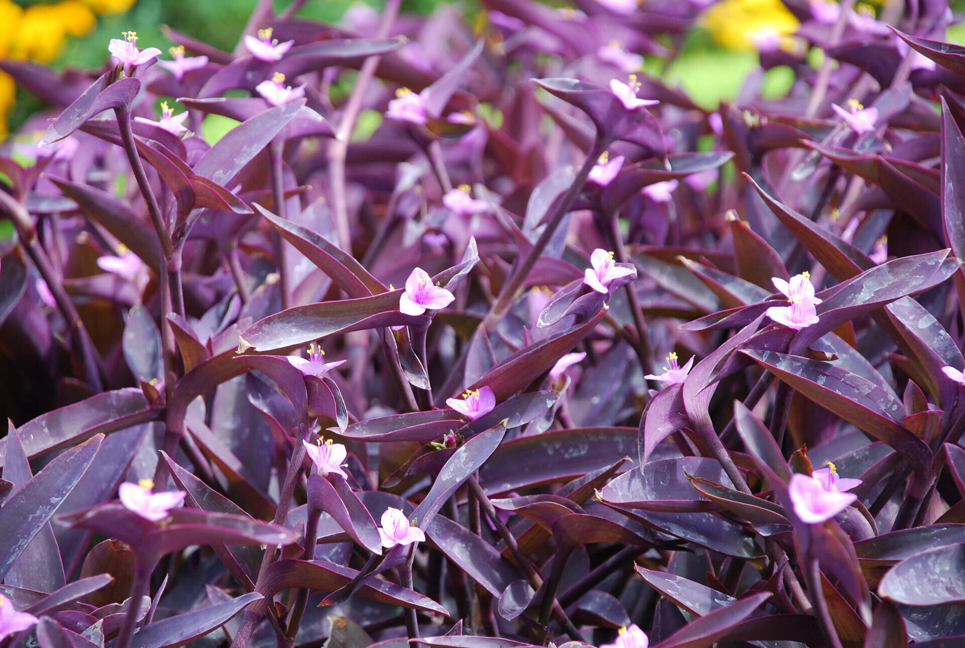 How To Plant Purple Heart Wandering Jew Ground Cover