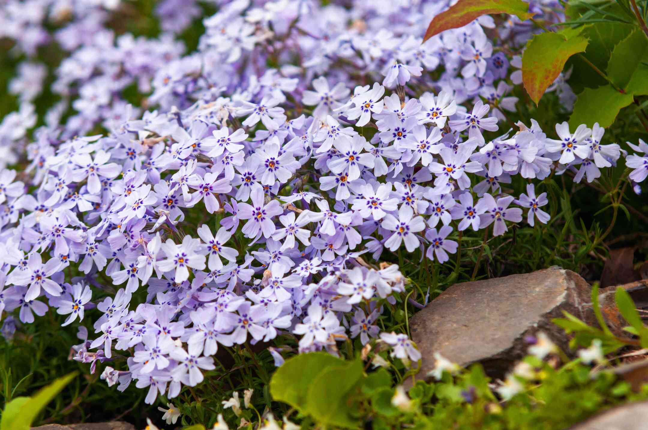 how-to-plant-quick-spreading-ground-cover-storables