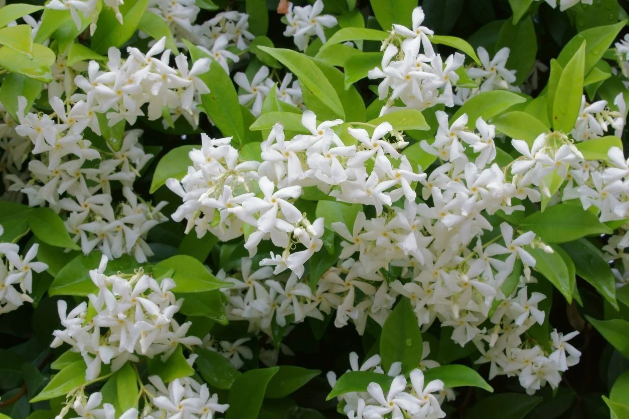 How To Plant Star Jasmine Ground Cover