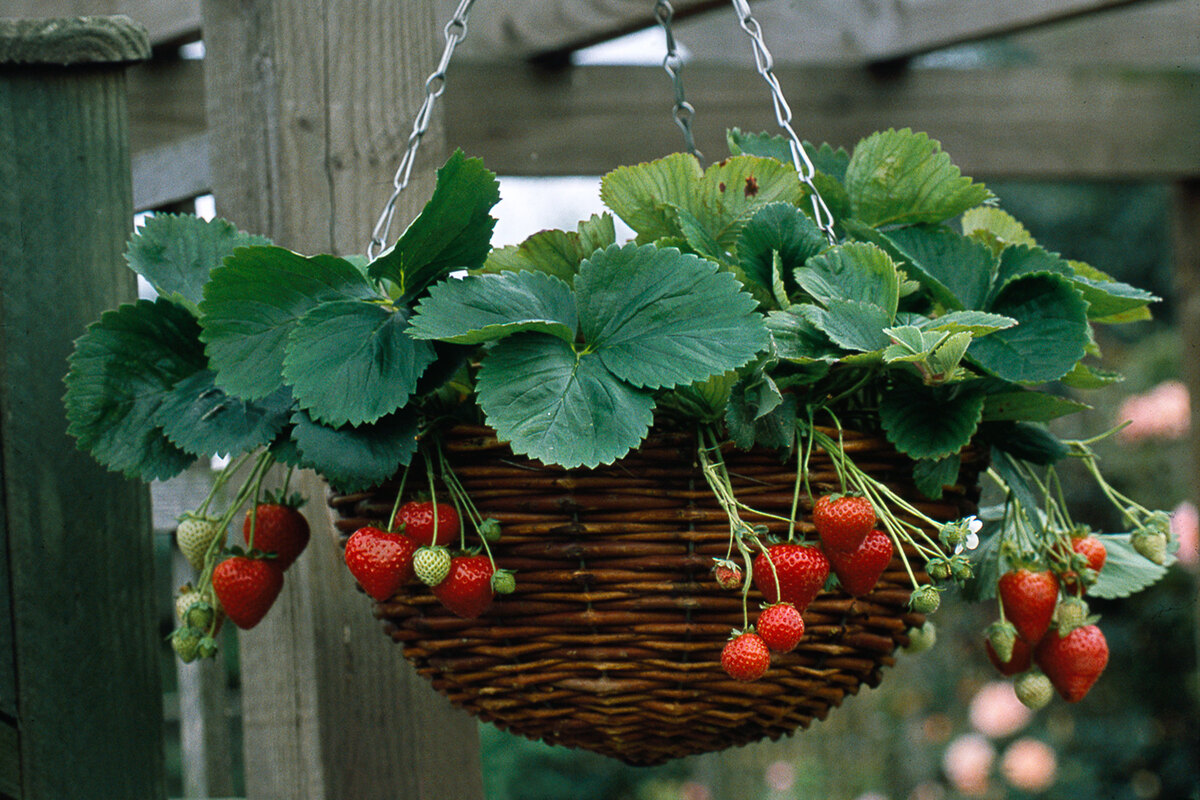 How To Plant Strawberries In Hanging Baskets