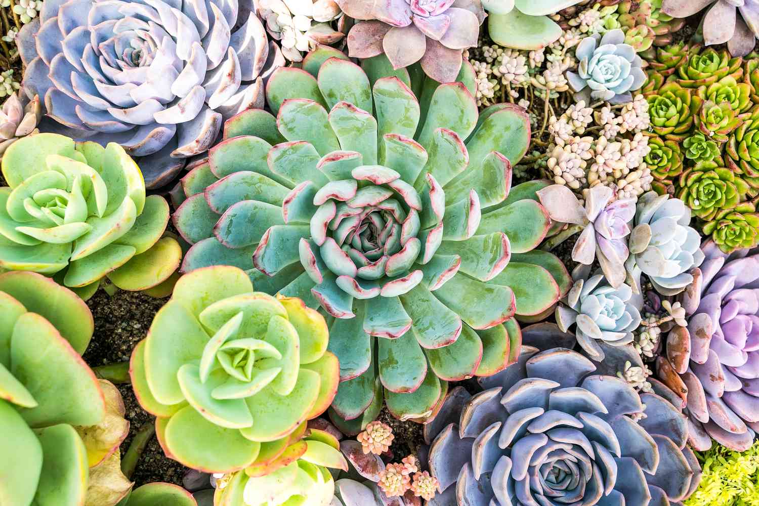 How To Plant Succulent Ground Cover